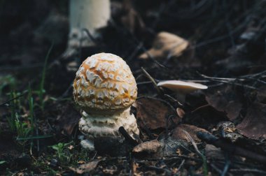 Ölüm cap mantar