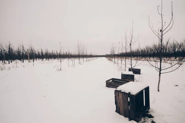 Coffres en bois dans le verger dans les paysages d'hiver — Photo