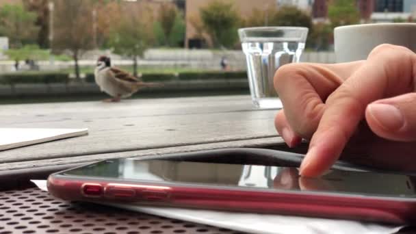Kobieta Przegląda Smartfonie Podczas Gdy Ptak Czeka Jedzenie — Wideo stockowe