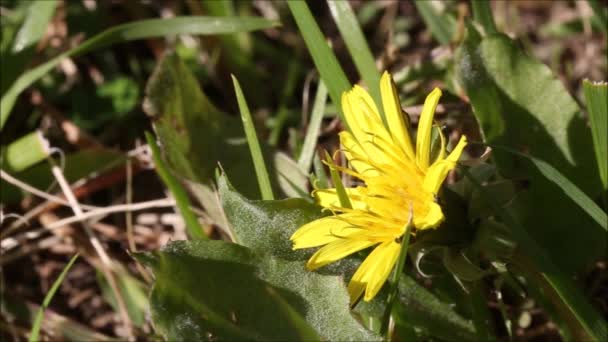 Πεταλούδα Που Τρέφεται Κίτρινο Λουλούδι — Αρχείο Βίντεο