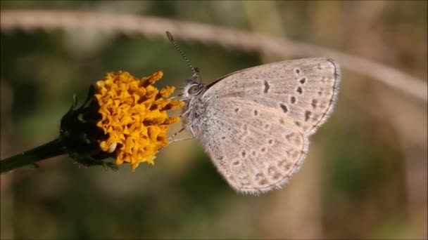 Pequena Borboleta Alimentando Uma Flor Silvestre — Vídeo de Stock