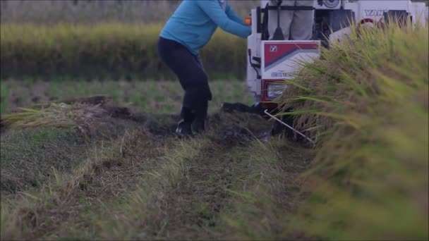 日本奈良的水稻收割机投入生产 — 图库视频影像