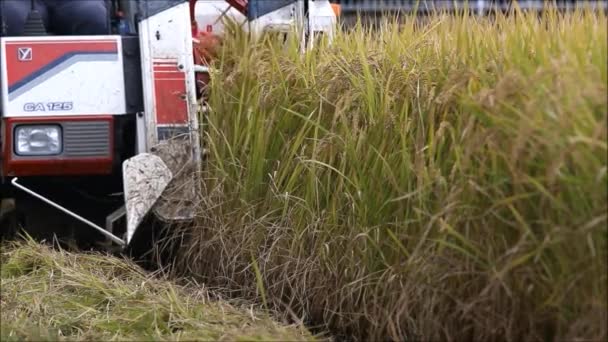 日本奈良的水稻收割机投入生产 — 图库视频影像