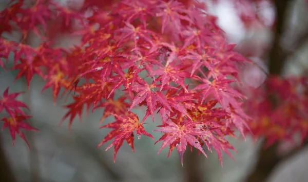 Höstscen Med Färgglada Blad Japan — Stockfoto