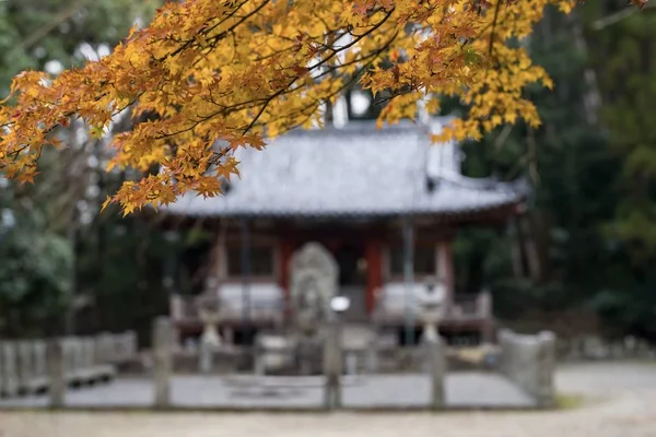 Cena Outono Com Folhas Coloridas Japão — Fotografia de Stock