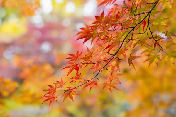 Scena Autunnale Con Foglie Colorate Giappone — Foto Stock