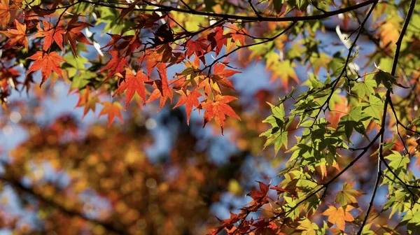 Яркие Осенние Цвета Японских Кленовых Листьев — стоковое фото