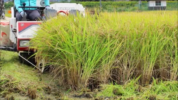 日本奈良的水稻收获机 — 图库视频影像