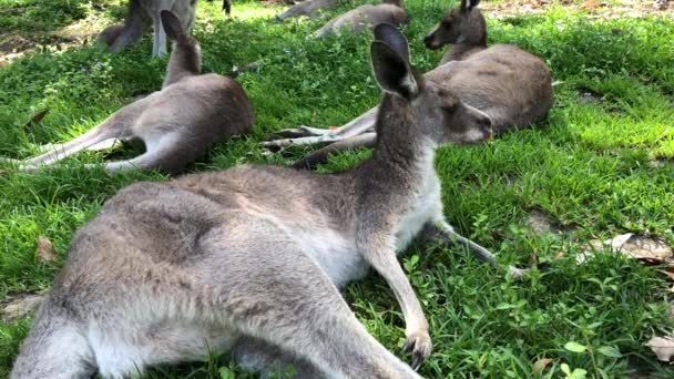 Gold Coast Avustralya Gri Kangurular Yaz Sıcağından Ağaçların Altında Dinleniyor — Stok video