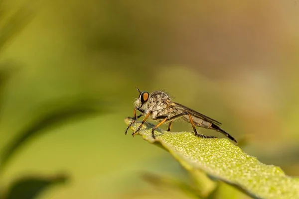 Macro shot of a robber fly resting on a lush green leaf. — Stock Photo, Image