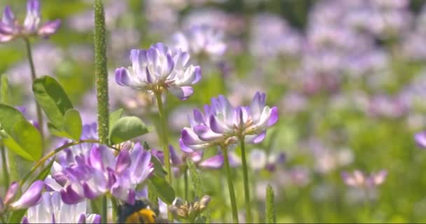 Movimiento lento de un abejorro grande despegando de una flor . — Vídeos de Stock