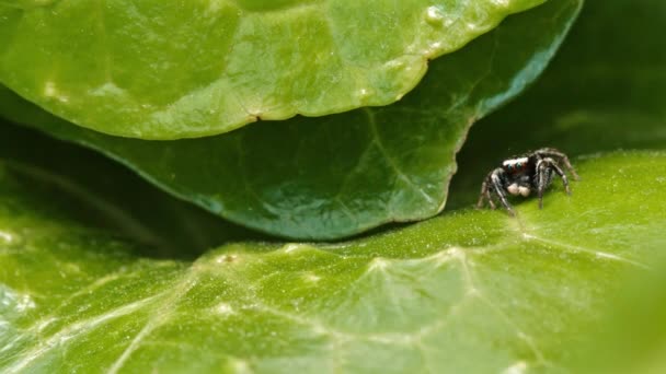 Eine Ameise und eine springende Spinne auf einem sattgrünen Blatt. — Stockvideo