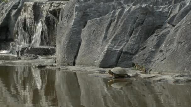 Черепаха отдыхает на скале возле водопада . — стоковое видео