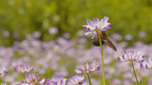 Eine Hummel ernährt sich vor dem Abflug von Pollen. — Stockvideo