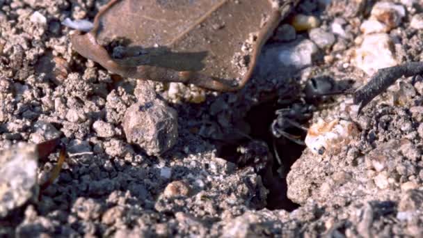 Hormigas llevando rocas lejos de su nido . — Vídeos de Stock