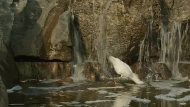White egret hunting for small fish. — Stock Video