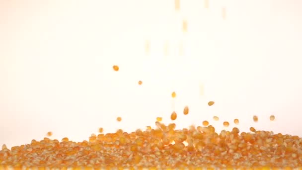 Kukuřice na podzim a tvoří hromadu. Zpomalený pohyb. Bílá. Detailní záběr — Stock video