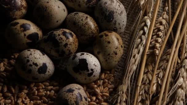 Oeufs de caille pondus sur les grains de blé. Gros plan — Video