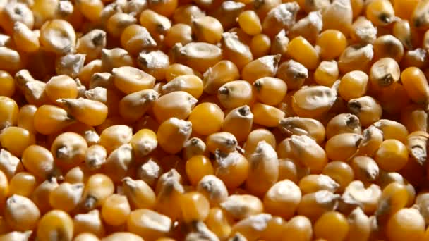 Zrna kukuřice nebo kukuřičné, soustružení. Otáčení. Detailní záběr — Stock video