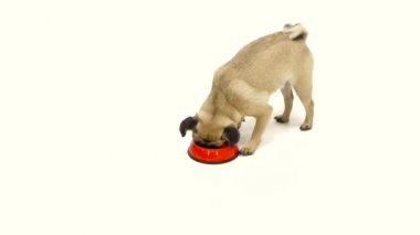 Pug kırmızı ayak parmakları ile tüm kuru gıda yiyor. Beyaz arka plan