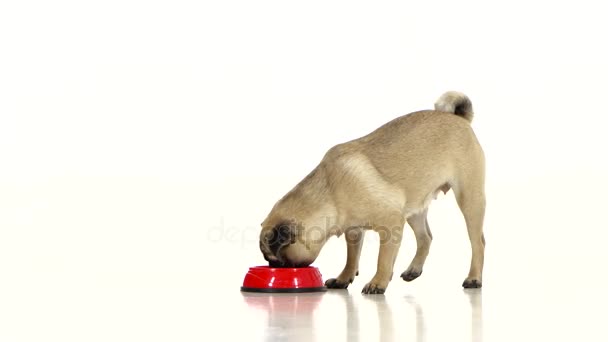 Pug corre a su dedo del pie con una comida seca. Fondo blanco — Vídeo de stock