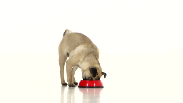 Pug corre aos pés com fast food come e foge. Fundo branco — Vídeo de Stock