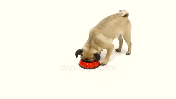 Pug kırmızı ayak parmakları ile tüm kuru gıda yiyor. Beyaz arka plan — Stok video