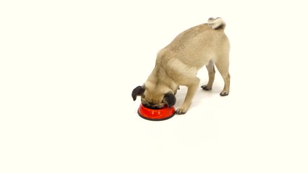 Pug mange tous les aliments secs avec des orteils rouges. Fond blanc 