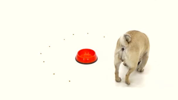 Puppy eats all the food and leaves the toe empty. White background — Stock Video