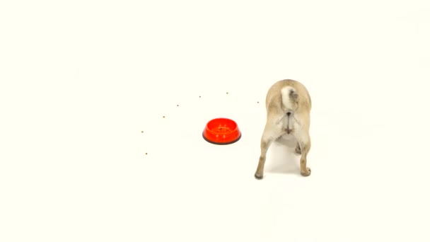 Puppy eats all the food and leaves the toe empty. White background — Stock Video