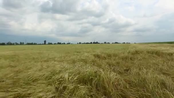 Champ de blé doré. Vue aérienne 