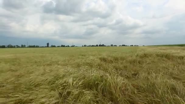 Campo de trigo dorado. Vista aérea — Vídeos de Stock