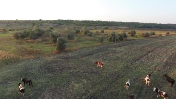 En el campo pastan una pequeña manada de vacas. Vista aérea — Vídeo de stock