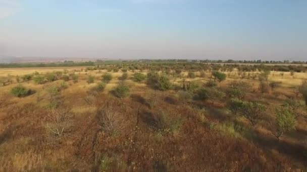 Erguendo-se sobre um pequeno bosque, campos e gramíneas — Vídeo de Stock