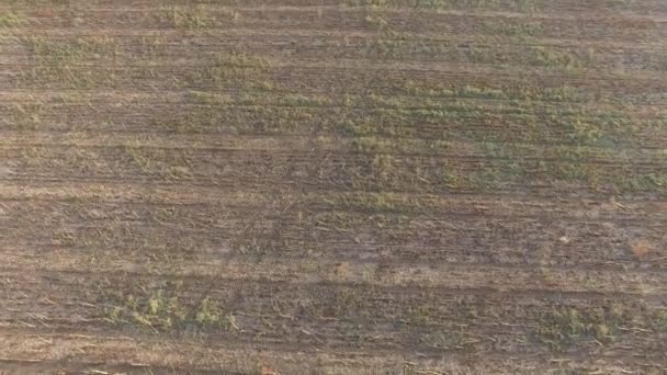 Кукурузное поле с травой и колосьями пшеницы после сбора урожая. Вид с воздуха — стоковое видео