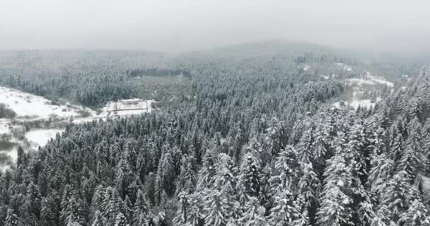 Blanco de los bosques de nieve. Vista desde la cima de la montaña — Vídeo de stock