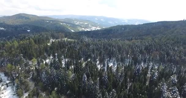 Tall pine trees on a hilltop covered with snow — Stock Video