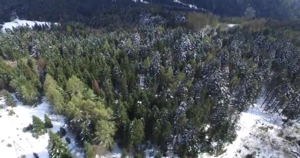 Inverno dolci colline all'orizzonte. Foresta di pini. Vista aerea — Video Stock