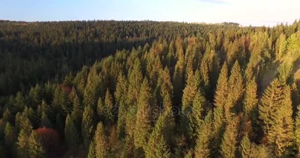 Floresta iluminada pelo sol na encosta. Vista aérea — Vídeo de Stock