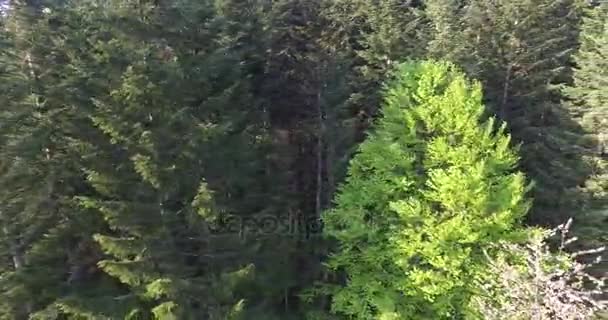 Vind skakar grenar höga granarna. Flygfoto — Stockvideo