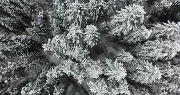 雪の山の冬の松林。航空写真ビュー — ストック動画