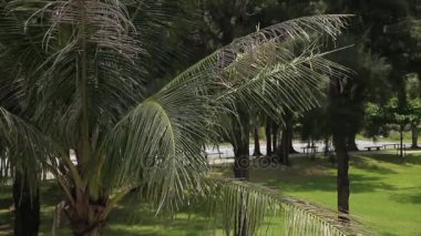 Palmiye ağacı yaprakları Rüzgar tarafından hareketli