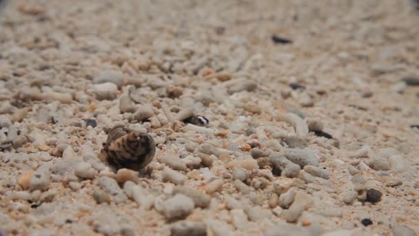 Kleine Krabbe im Sand. Nahaufnahme — Stockvideo