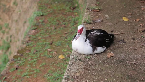 Красивая экзотическая утка — стоковое видео