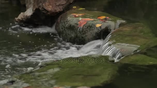Närbild bild av lilla vattenfallet — Stockvideo