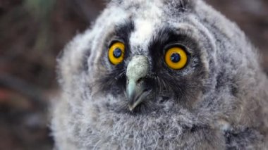 Baykuş gagası açar, yemek için görünüyor ve rüzgâr tüylerini kıpırdanırken. Yakın çekim