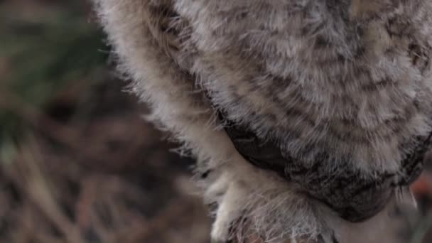 Owl sitter på ett träd i skogen, bakom det är en vacker utsikt över naturen — Stockvideo