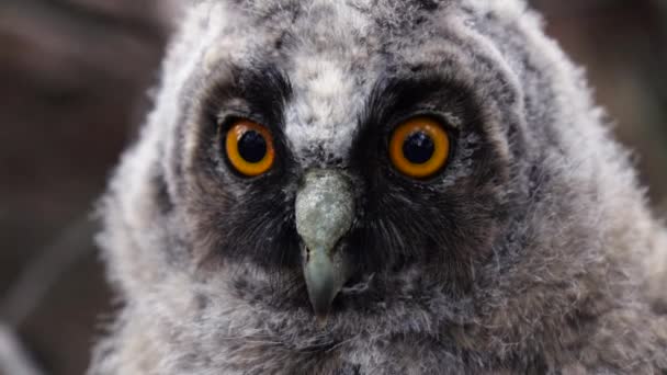 Owl looks with a glance in the distance looking out for prey. Close up — Stock Video