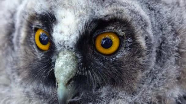 Enorme espejo ojos amarillos de la lechuza están mirando a la distancia, ella está muriendo. De cerca. — Vídeos de Stock