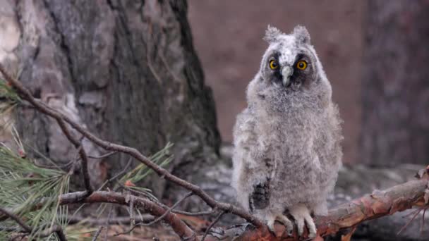 Owl sits on a branch of a pine tree she looks into the distance looking for food — Stock Video